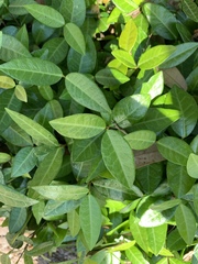 Trachelospermum jasminoides