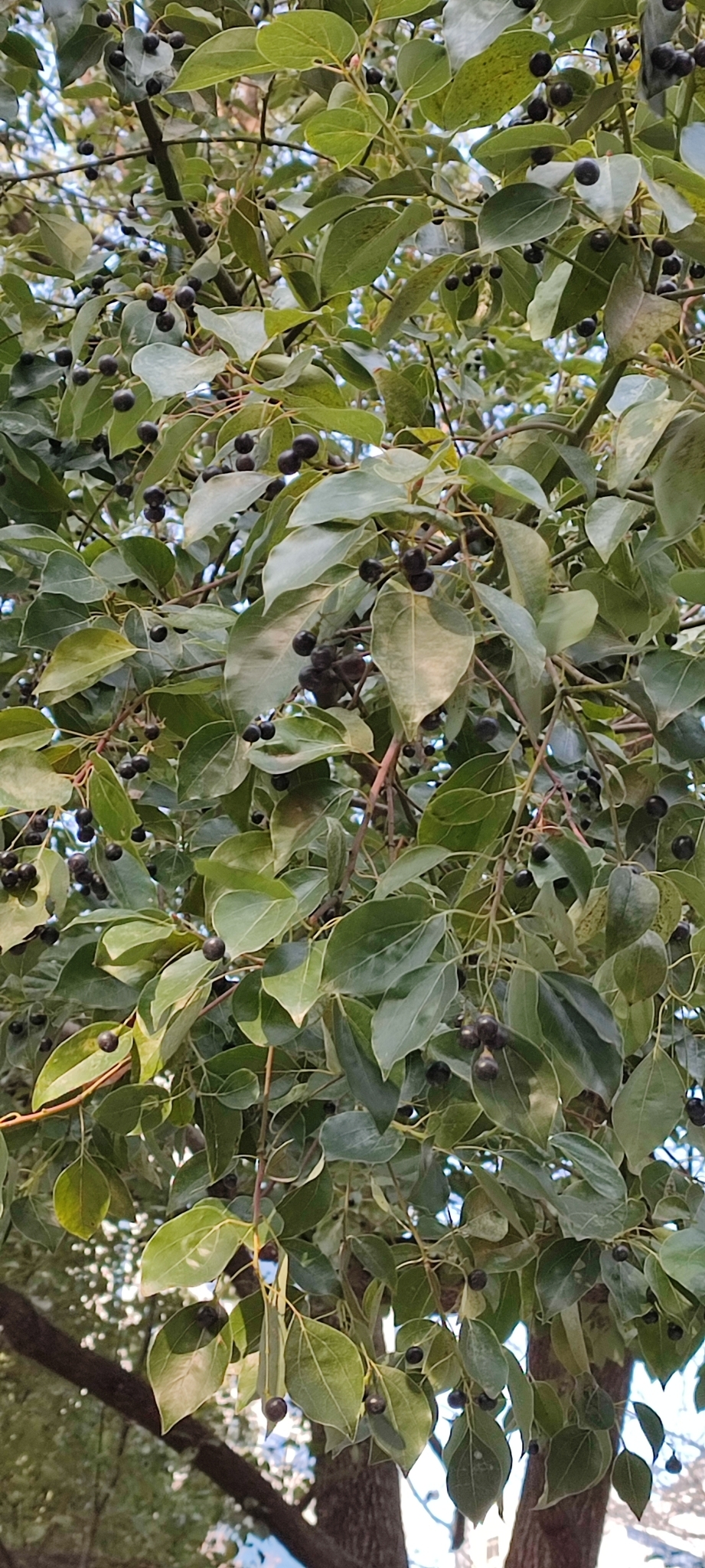 Imagem de Canela
