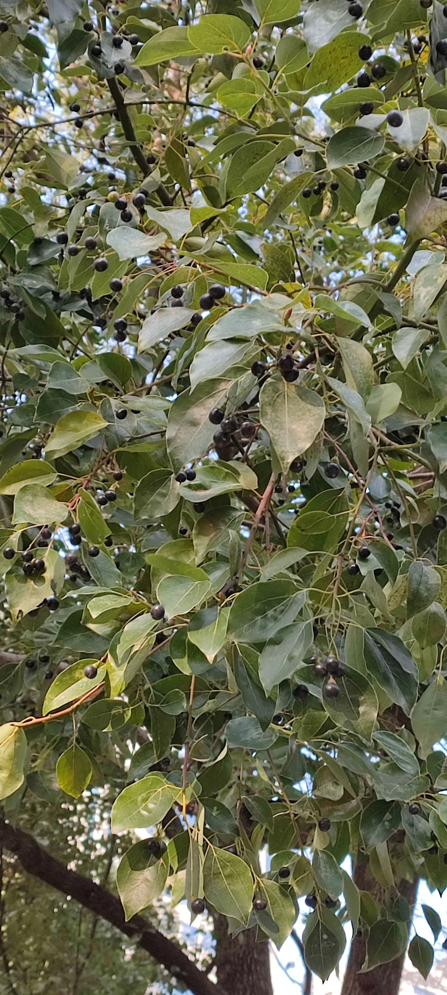 Imagem de Canela