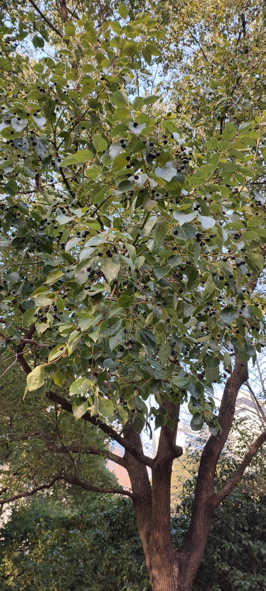 Imagem de Canela
