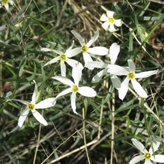Phlox tenuifolia