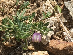 Astragalus nuttallianus imperfectus