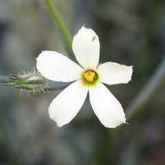 Phlox tenuifolia