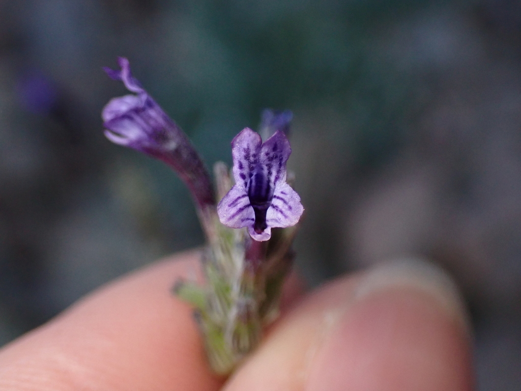 Moroccan Lavender