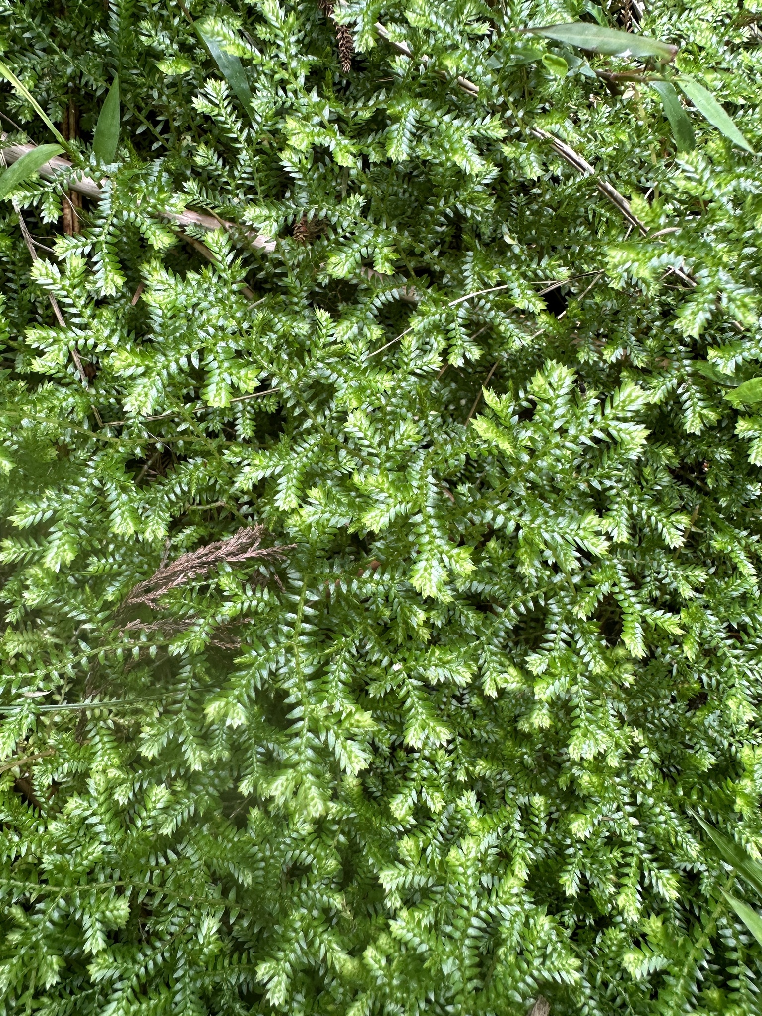 Imagem de Samambaia-de-jardim