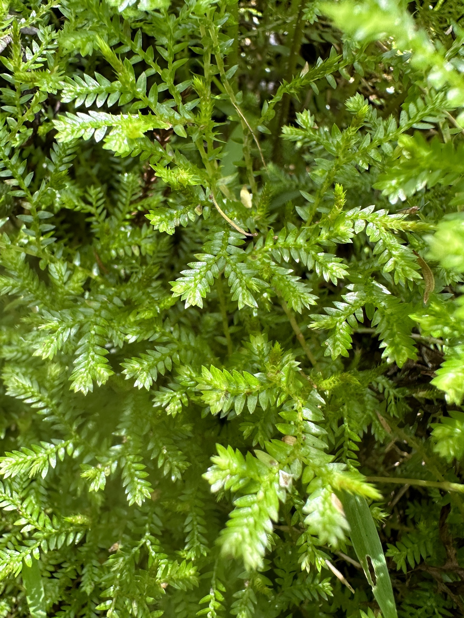 Imagem de Samambaia-de-jardim