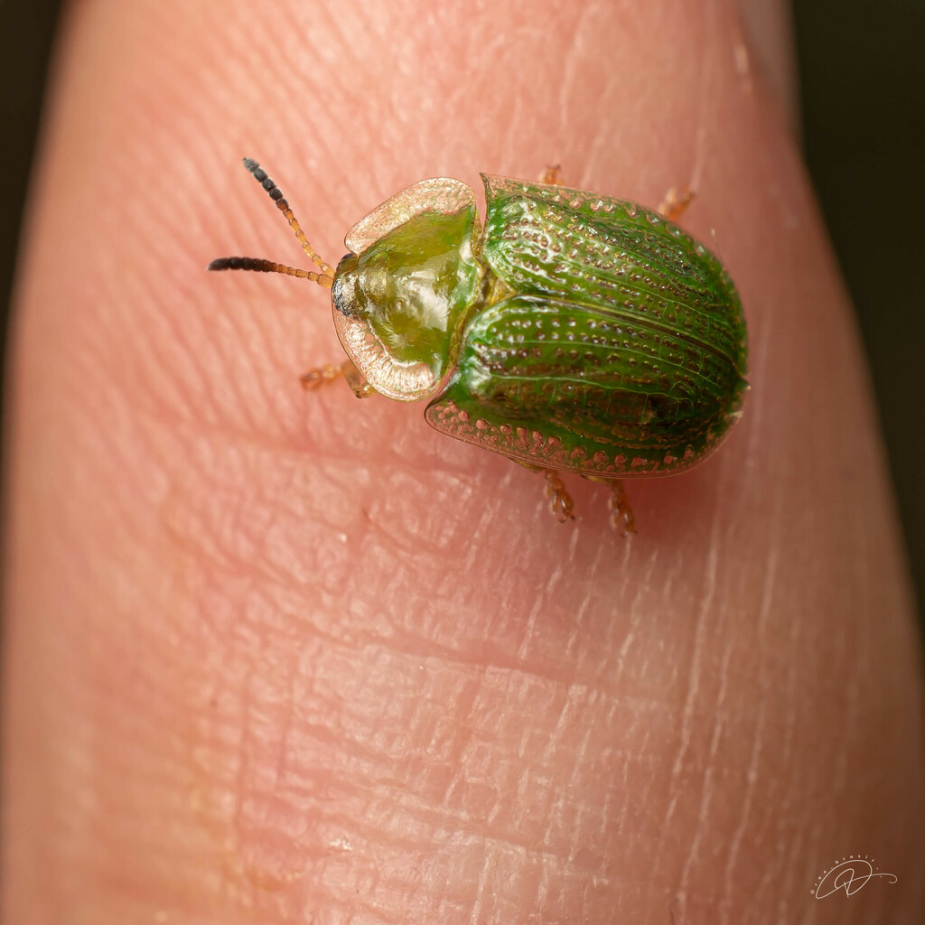 Gratiana spadicea