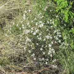 Phlox tenuifolia