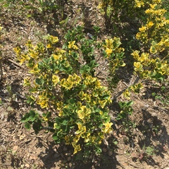 Tracheophyta