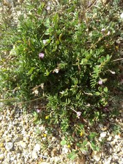 Astragalus nuttallianus imperfectus
