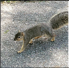 Sciurus niger