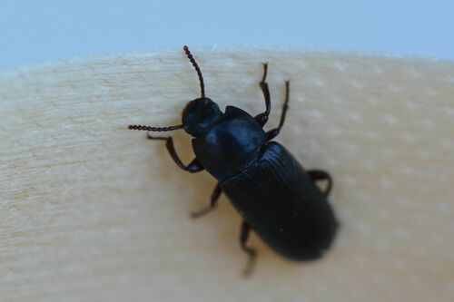 Mealworm beetle