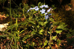 Omphalodes cappadocica