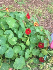 Tropaeolum majus