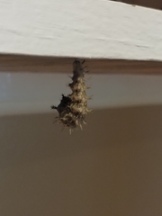 Polygonia interrogationis