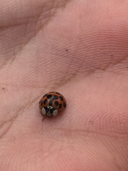 Harmonia axyridis