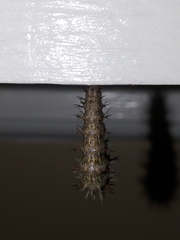 Polygonia interrogationis