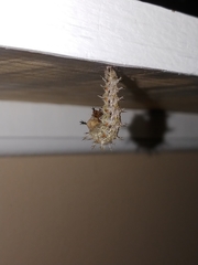 Polygonia interrogationis