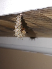 Polygonia interrogationis