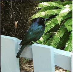 Euphagus cyanocephalus