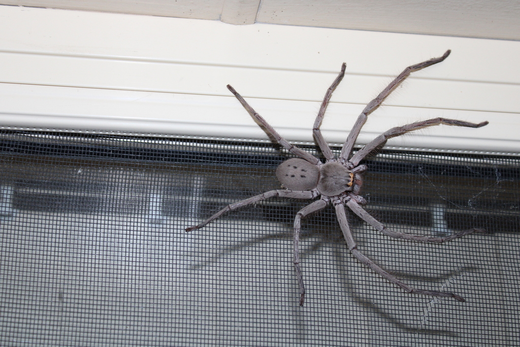 Greenbellied Huntsman Spider from Smiths Lake NSW 2428, Australia on