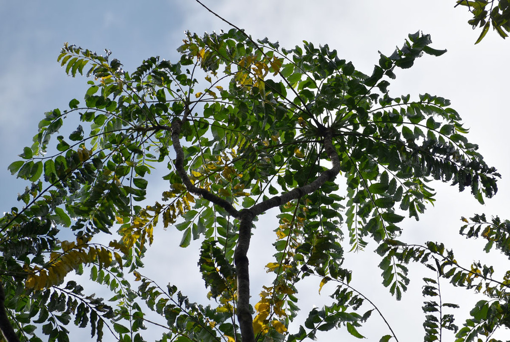 flowering plants from Mareeba QLD 4880, Australia on November 21, 2023