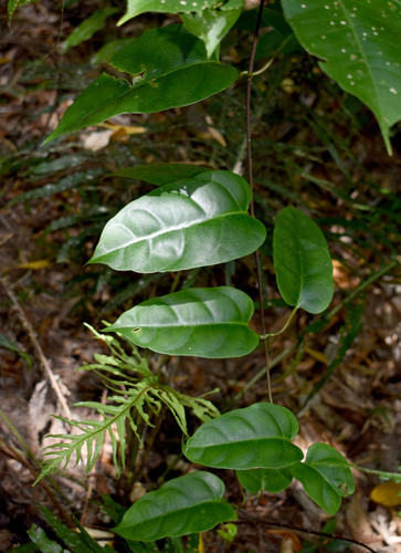Parsonsia latifolia observed 2023-11-21