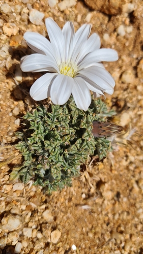 Image of Gazania jurineifolia by (c) Petra Holland, some rights reserved (CC BY)