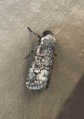 Sympistis sectiloides