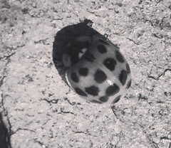 Harmonia axyridis