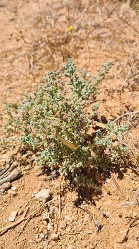 Image of Aizoon papulosum by (c) Petra Holland, some rights reserved (CC BY)