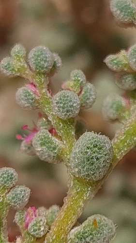 Image of Aizoon papulosum by (c) Petra Holland, some rights reserved (CC BY)