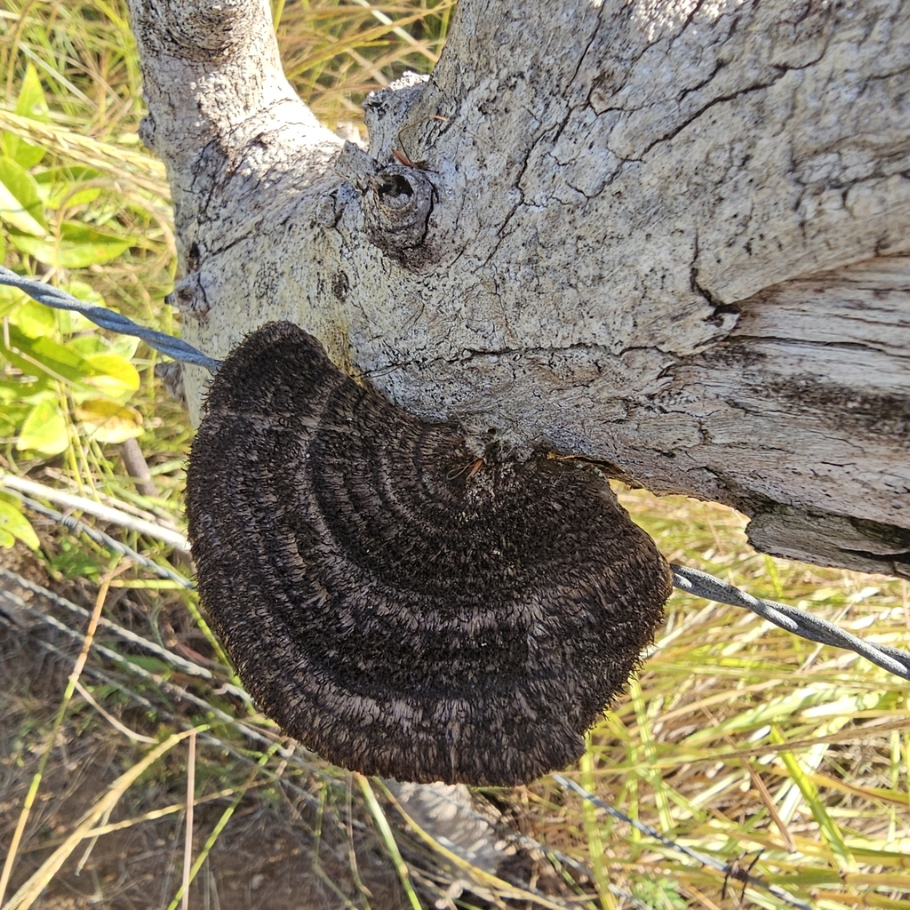 Hexagonia hydnoides · January 2024 · photo: © tonybatista (iNaturalist, cc-by)