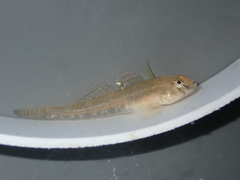 Pomatoschistus microps