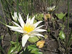 Nymphaea gracilis