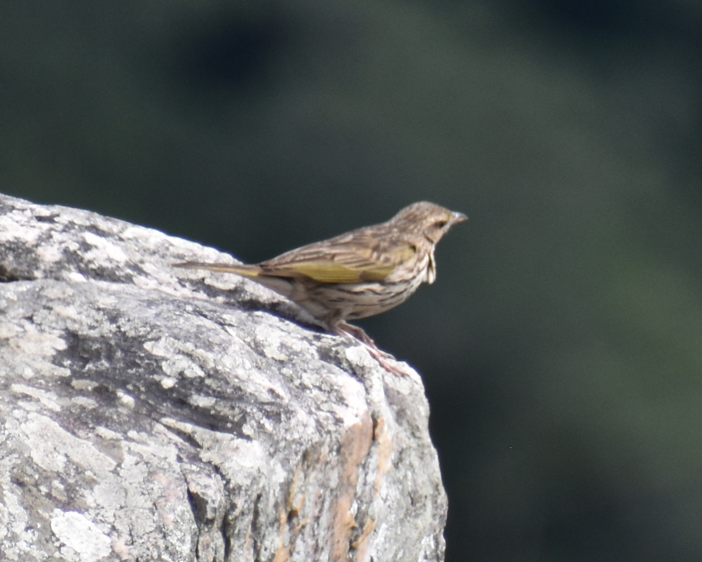 Striped Pipit (Anthus lineiventris), photo 4