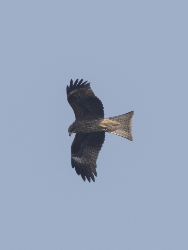 Black Kite