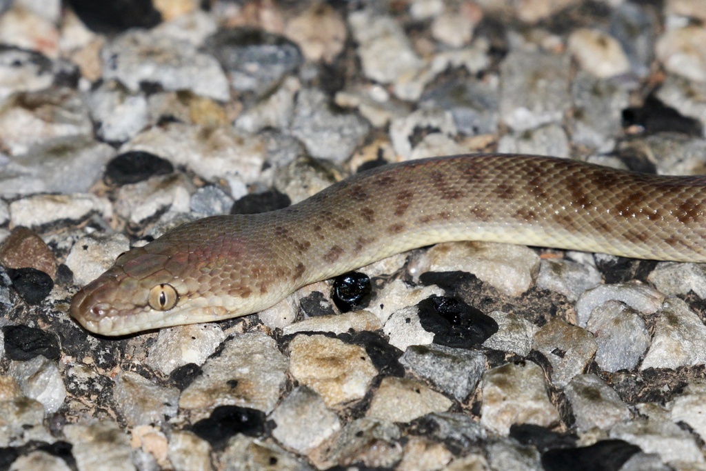 Children's Python from Moondarra Dr, Mount Isa, QLD, AU on January 5 ...