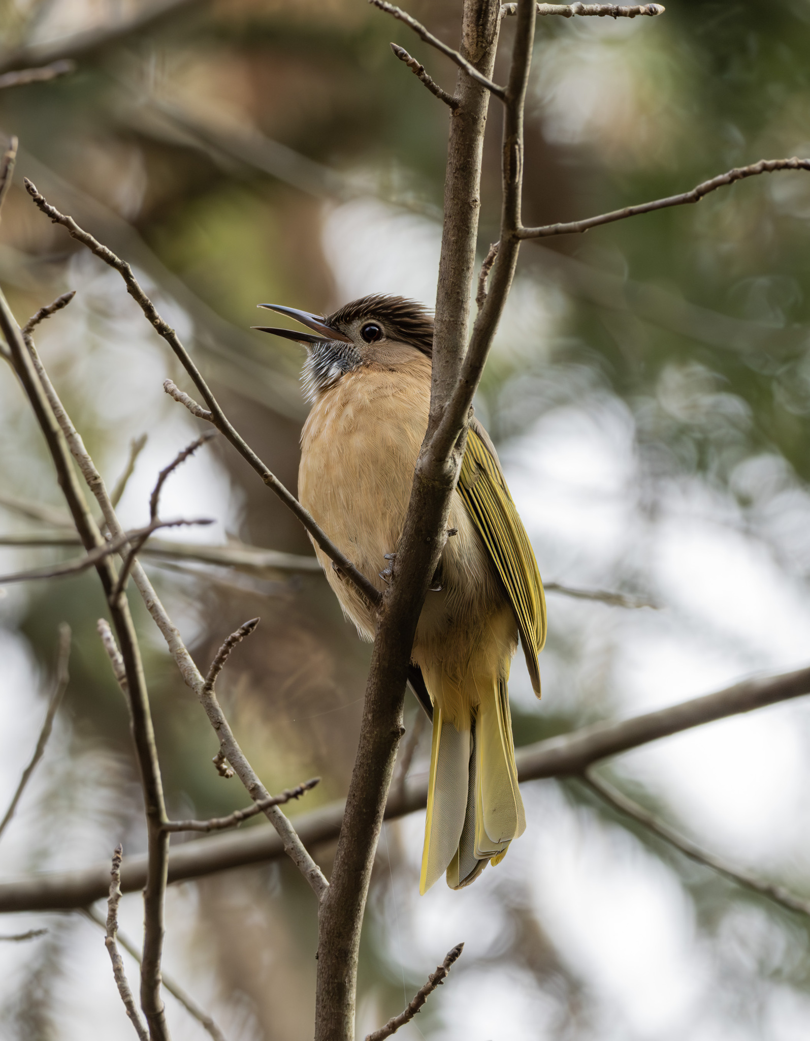 Mountain Bulbul