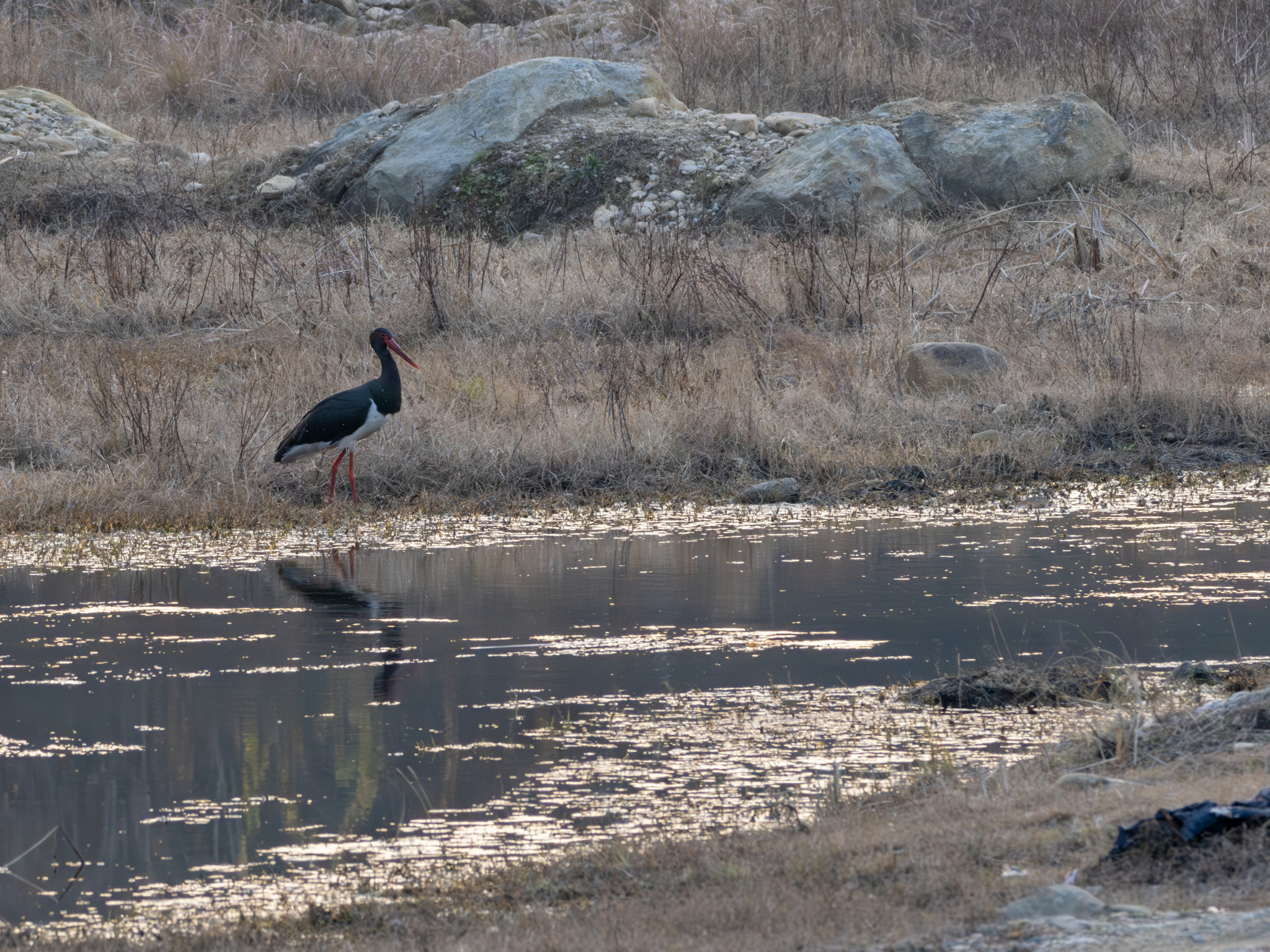 Black Stork