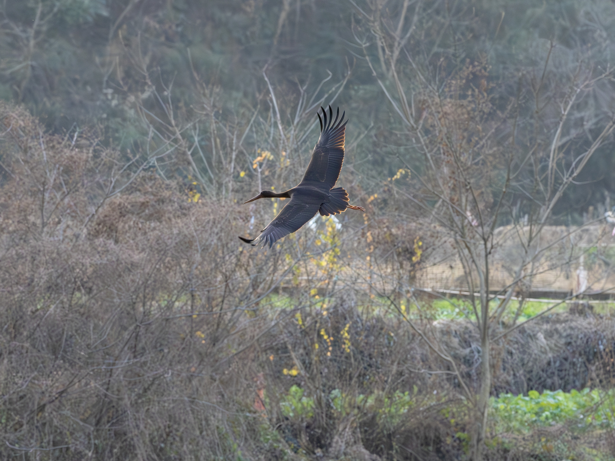 Black Stork