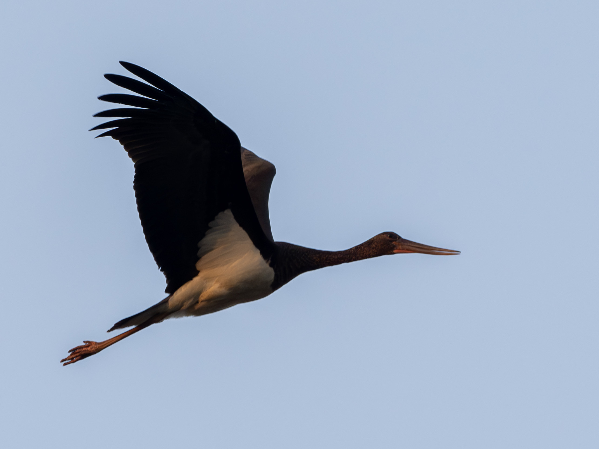 Black Stork