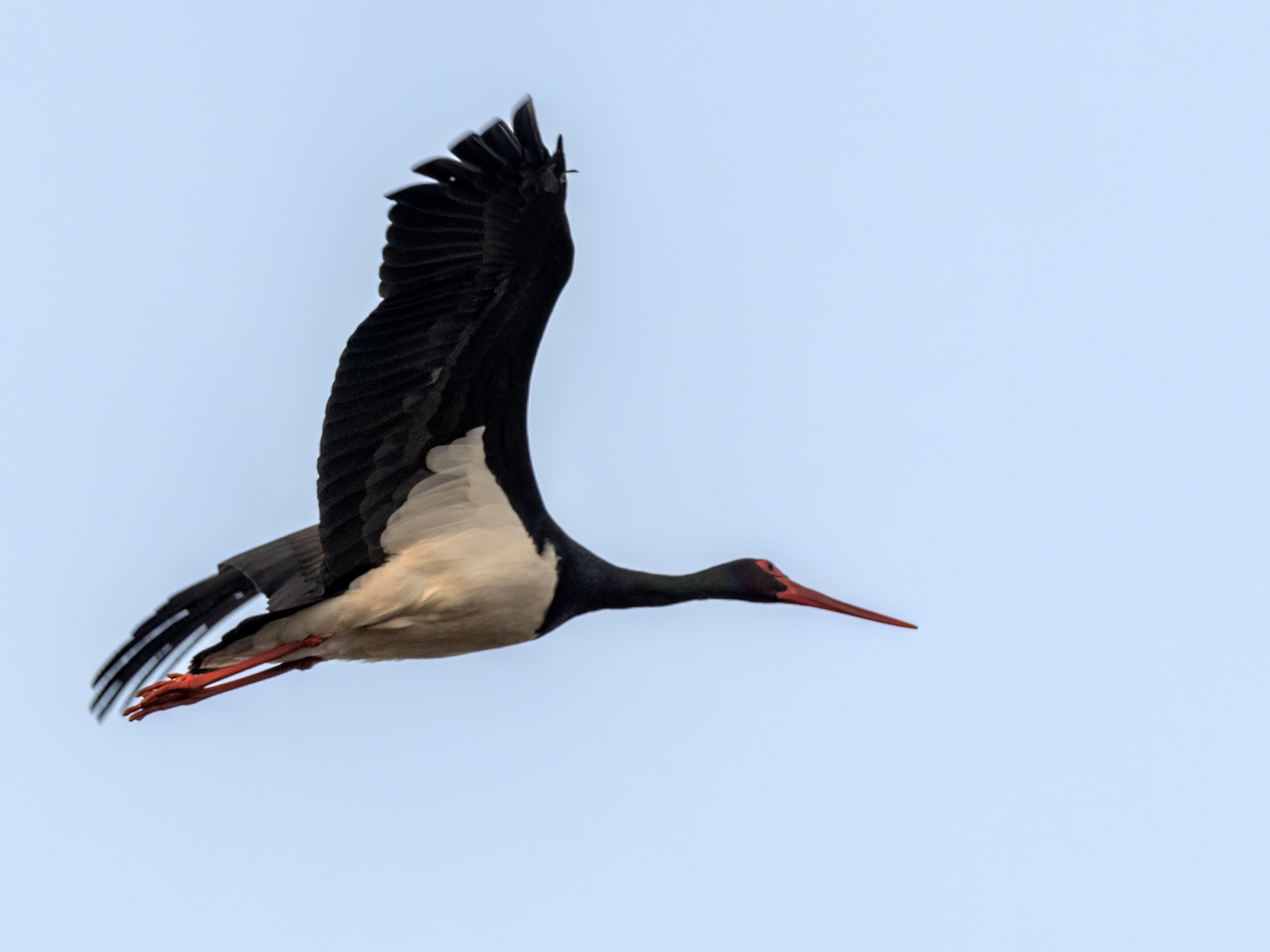 Black Stork