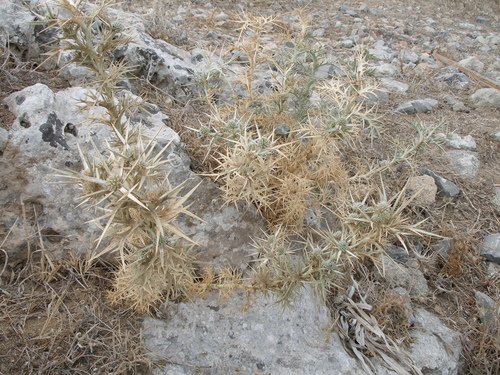 Image of Eryngium glomeratum by (c) Анна Митрошенкова, some rights reserved (CC BY)