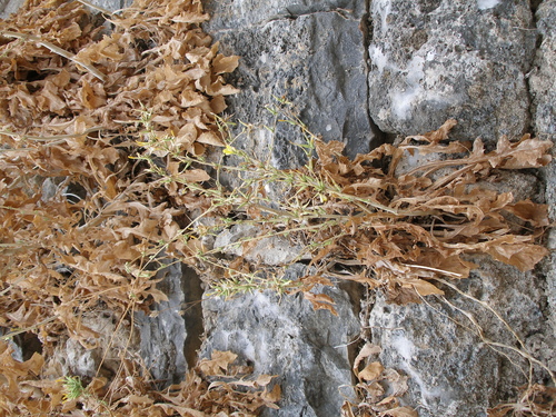 Image of Lactuca acanthifolia by (c) Анна Митрошенкова, some rights reserved (CC BY)