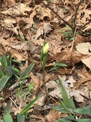 Uvularia puberula