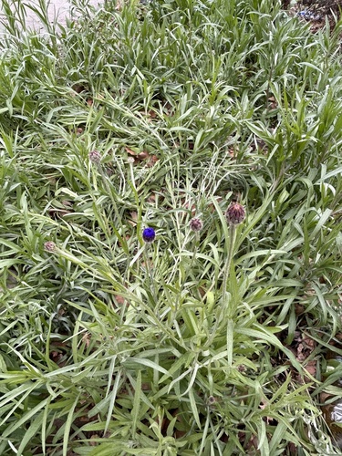 Centaurea