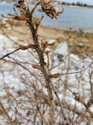Foto de Rosa-rugosa