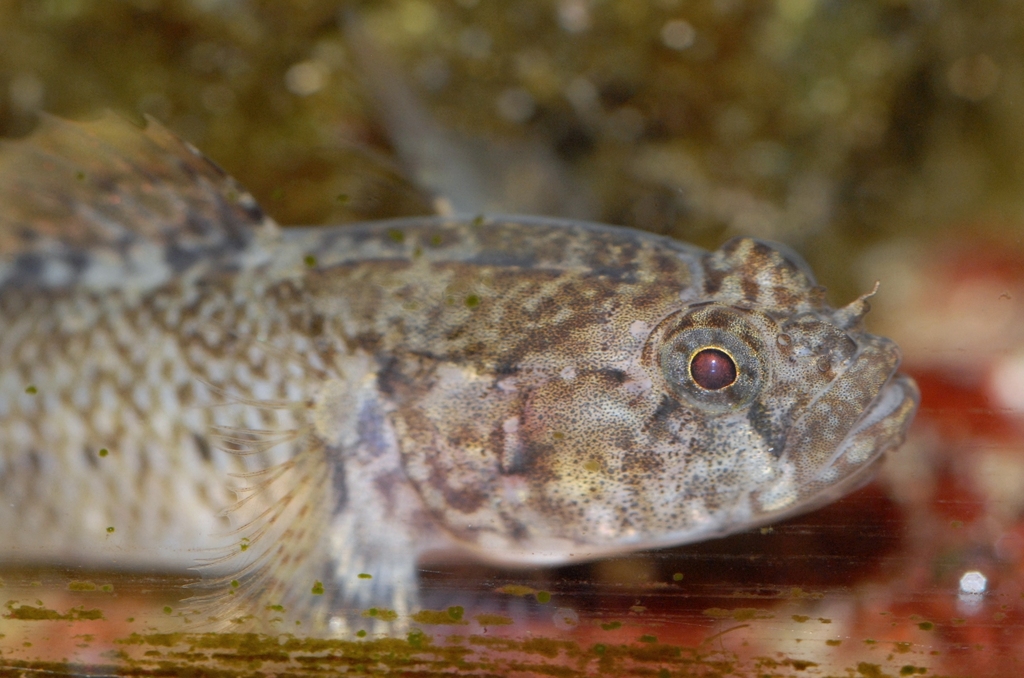 Zebra Goby