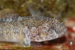 Zebra Goby photo 1